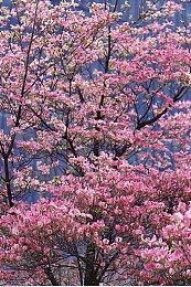 对于《最后的生还者2》粉丝怨念 尼尔有自己的看法